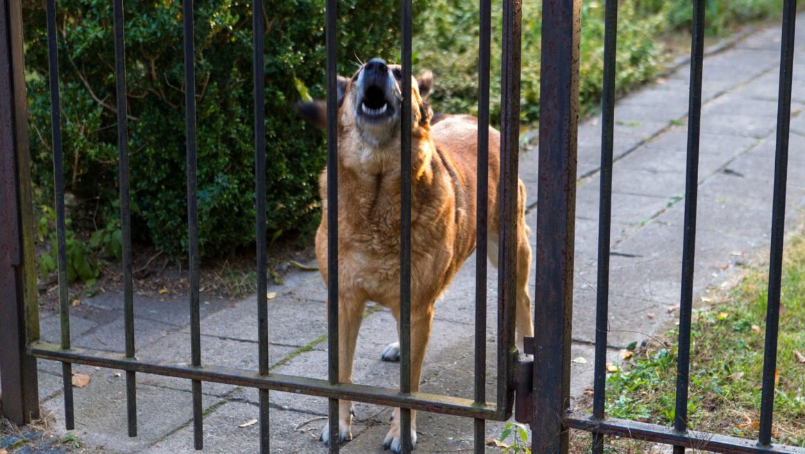 backyard fence for dogs