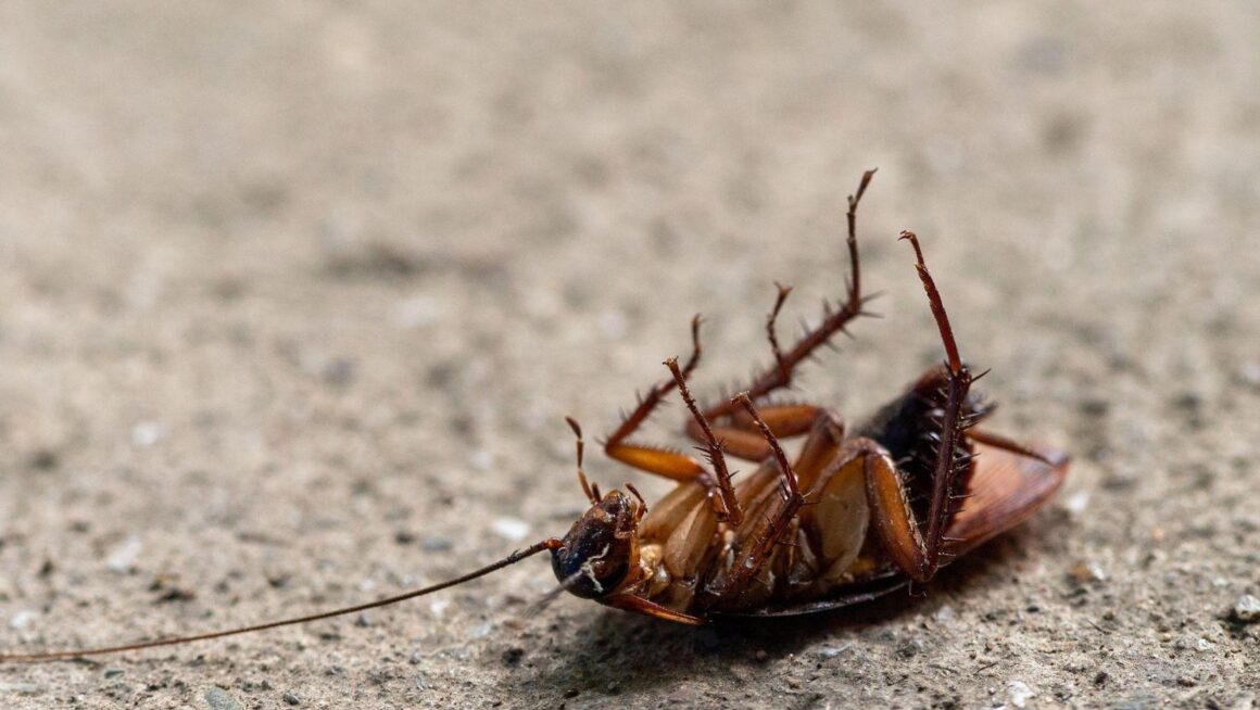 pest control coastal virginia, pest service schedule virginia, termite treatment virginia, bug control coastal virginia, pest management virginia, seasonal pest control virginia, residential pest control coastal, commercial pest control virginia